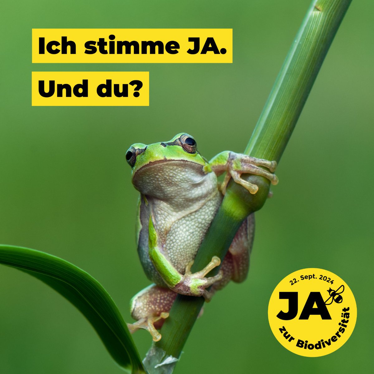 🐸 Der Laubfrosch zählt in der Schweiz zu den bedrohten Arten. Hilf ihm! Setze ein JA zur #Biodiversitätsinitiative, unterschreibe deine Abstimmungsunterlagen und wirf das frankierte Kuvert zum nächsten gelben Briefkasten. Mobilisiere deine Freunde und teile diesen Beitrag!