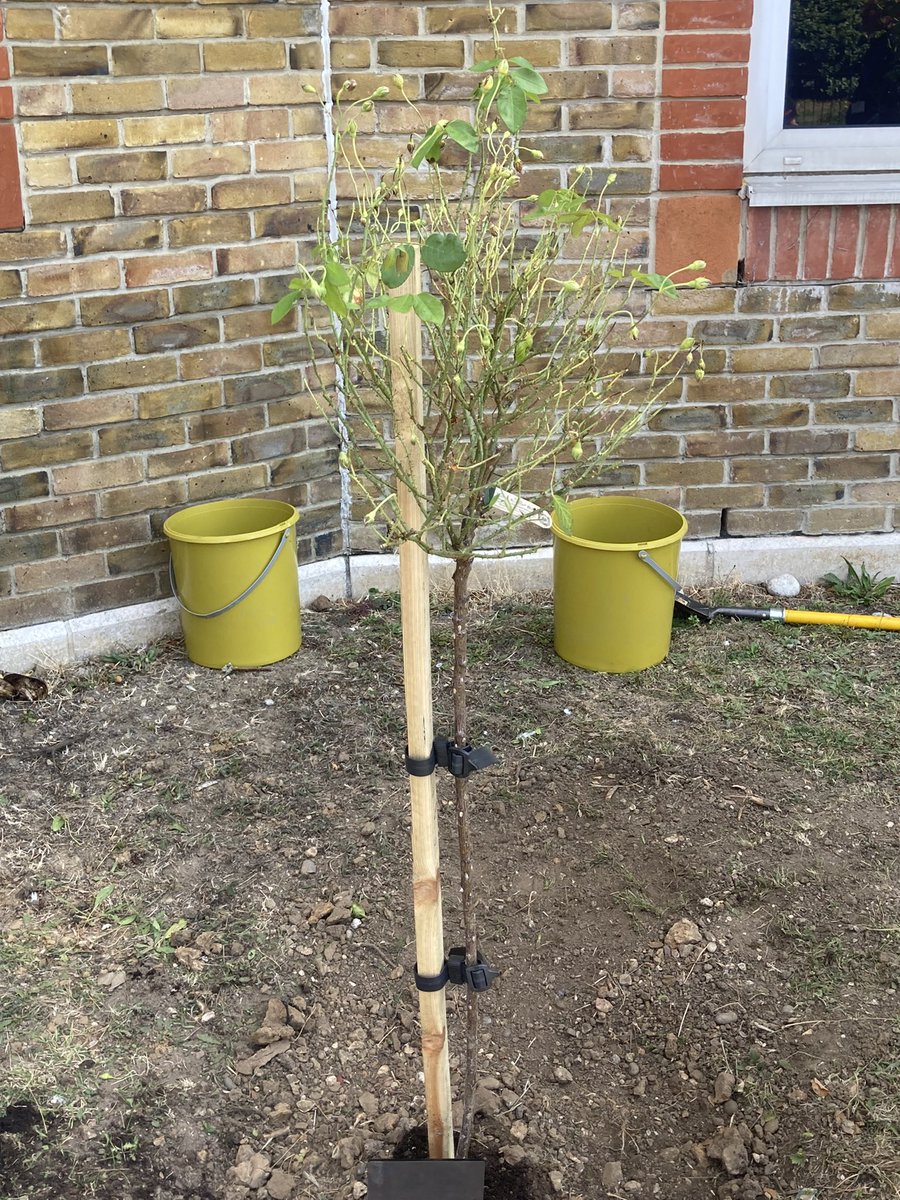 What a wonderful memorial service and rose planting ceremony for a wonderful member of our CCOT team at Southend Hospital. Angela worked as a nurse for 50years and gave her all to patients &amp; colleagues. You will be truly missed #RIPAngela thank you for your service ❤️