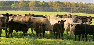 SustainablePitt's tweet photo. .@PittResearch shows 1 year of U.S. beef consumption released ~1.33 teragrams of nitrogen to the environment, w/beef consumed in 1 county associated with nitrogen losses in 200+ counties on average. https://t.co/GZtLRFkutb 

via @OstroskiAnais &amp; @khanna_lab @PittCivilEnvEng https://t.co/t4uB2eaolm