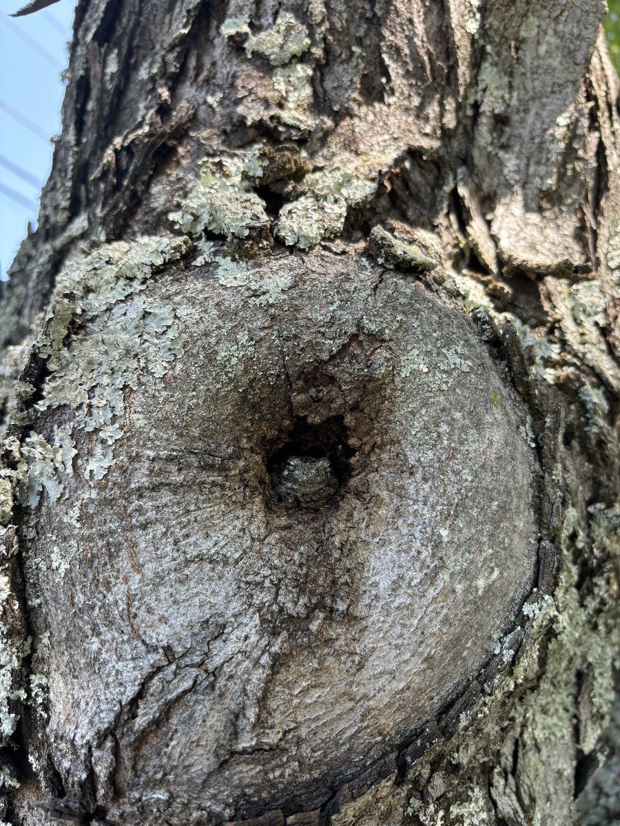 Timothyct_'s tweet image. 