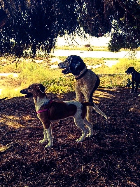 Alberdina Liewes tweet media