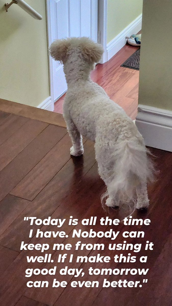 #dogsofx #dogsoftwitter