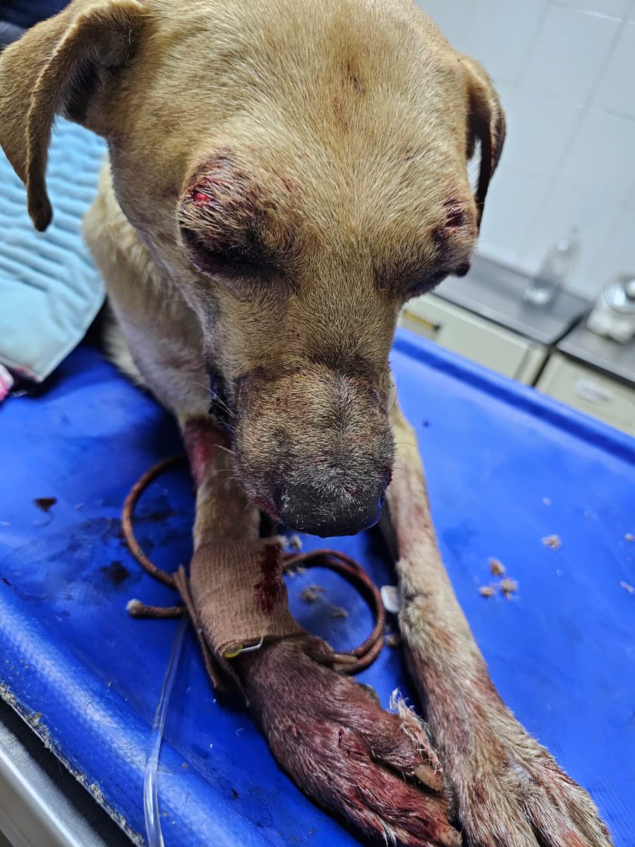 roinagr's tweet photo. Este desgraciado encerró y golpio a palazos limpio a un perrito que no hizo absolutamente nada malo y lo dejo muy mal herido para que entre todo etiquetemos al fiscal y se haga justicia @TarekWiliamSaab @MinpublicoVEN https://t.co/02Q0WZ3J3e
