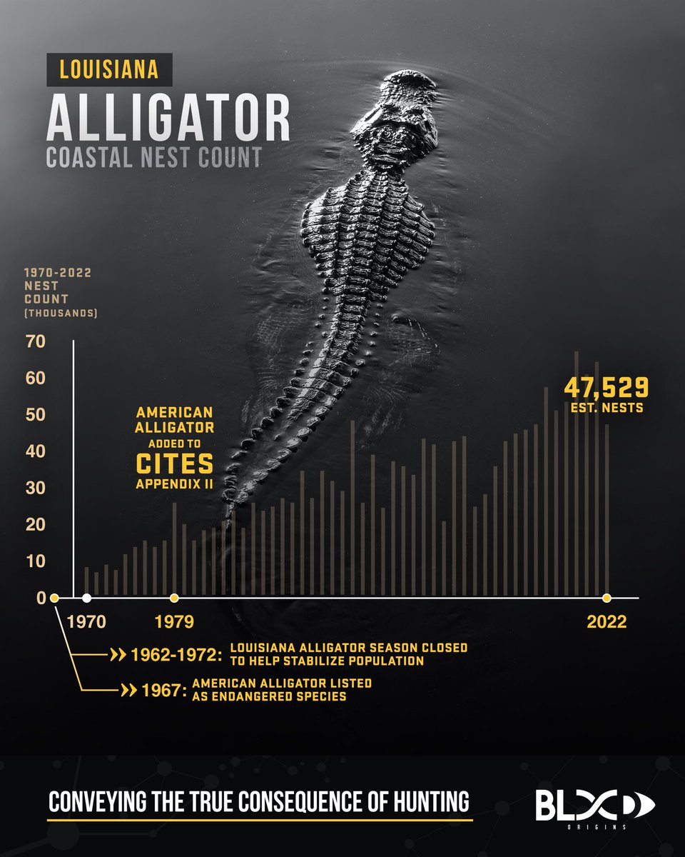 the_origins_fdn's tweet image. #PROOF The most highly regulated species in the world are crocodilians including alligators. Back from being endangered to thriving because of value, use, AND hunting. Alligator skins are a sustainably utilized commodity. Imagine the same thing happened with rhinos or elephants?