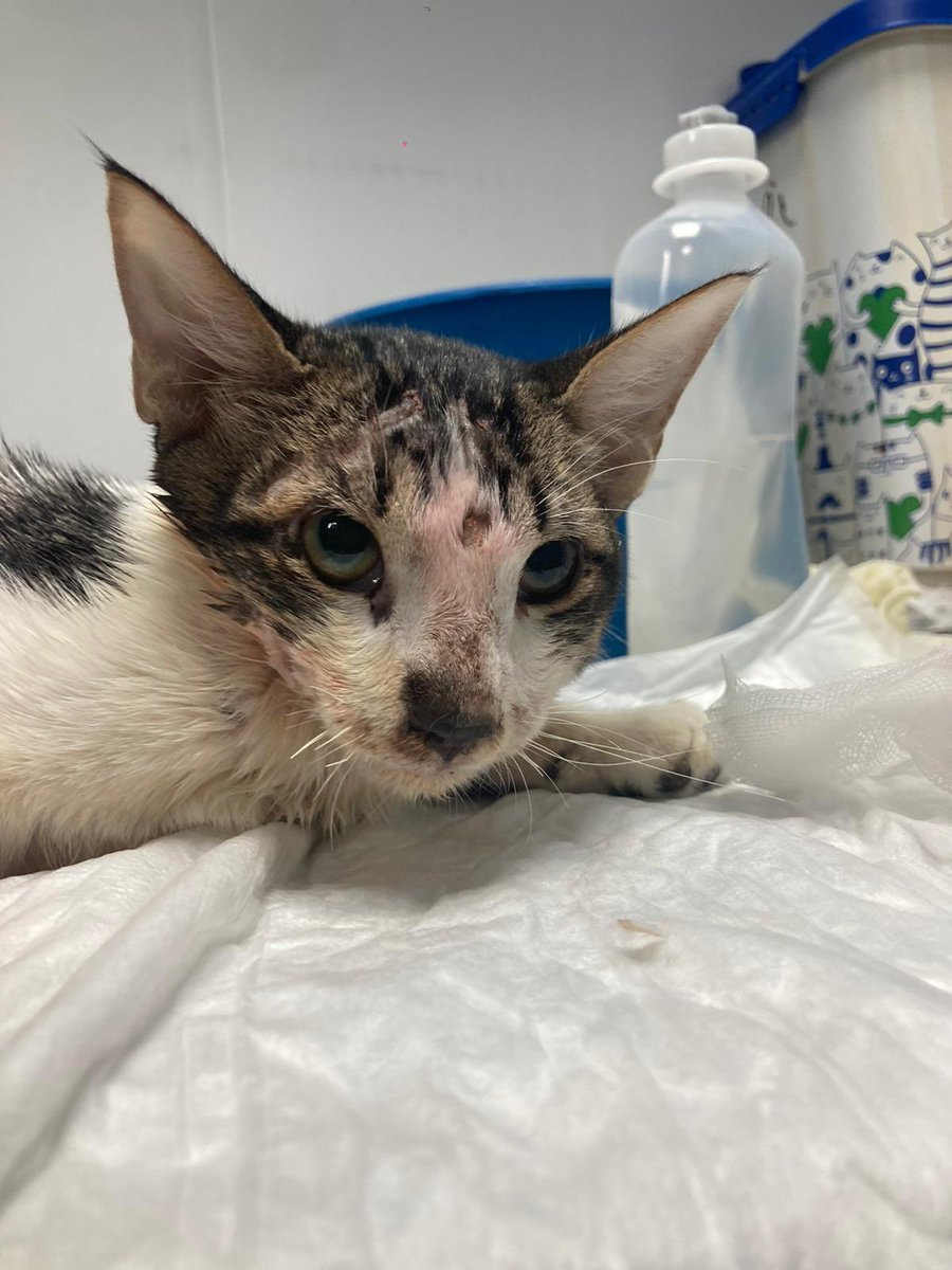 dvillalba_'s tweet photo. ‼️ Currito sigue buscando una familia que le dé mucho amor.

🙏🏼 ¿Ayudáis a difundir?

(solo tiene 5 meses) https://t.co/br69yFIZ6c