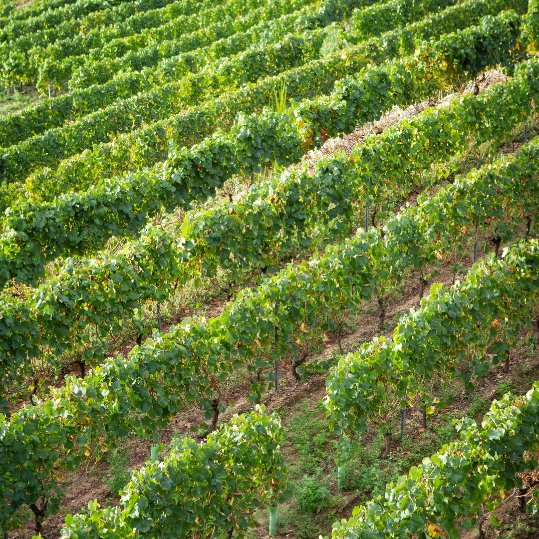 Formas y patrones de la naturaleza que no dejan de enamorarnos. Vid, vid, vid🌱…

#FincaViñoa #PazoCasnova #DORibeiro #Viñedos #Vides