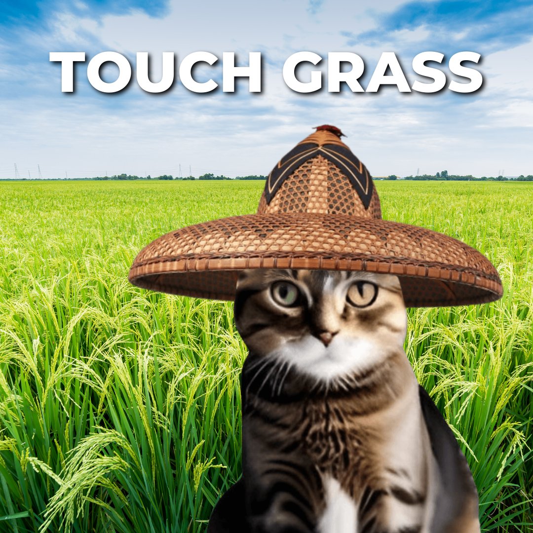 CodeMeow777's tweet photo. Sometimes, you just need to touch grass. 🌾😼 #StayGrounded

$CWIF #WIF https://t.co/9sdcItEfxq