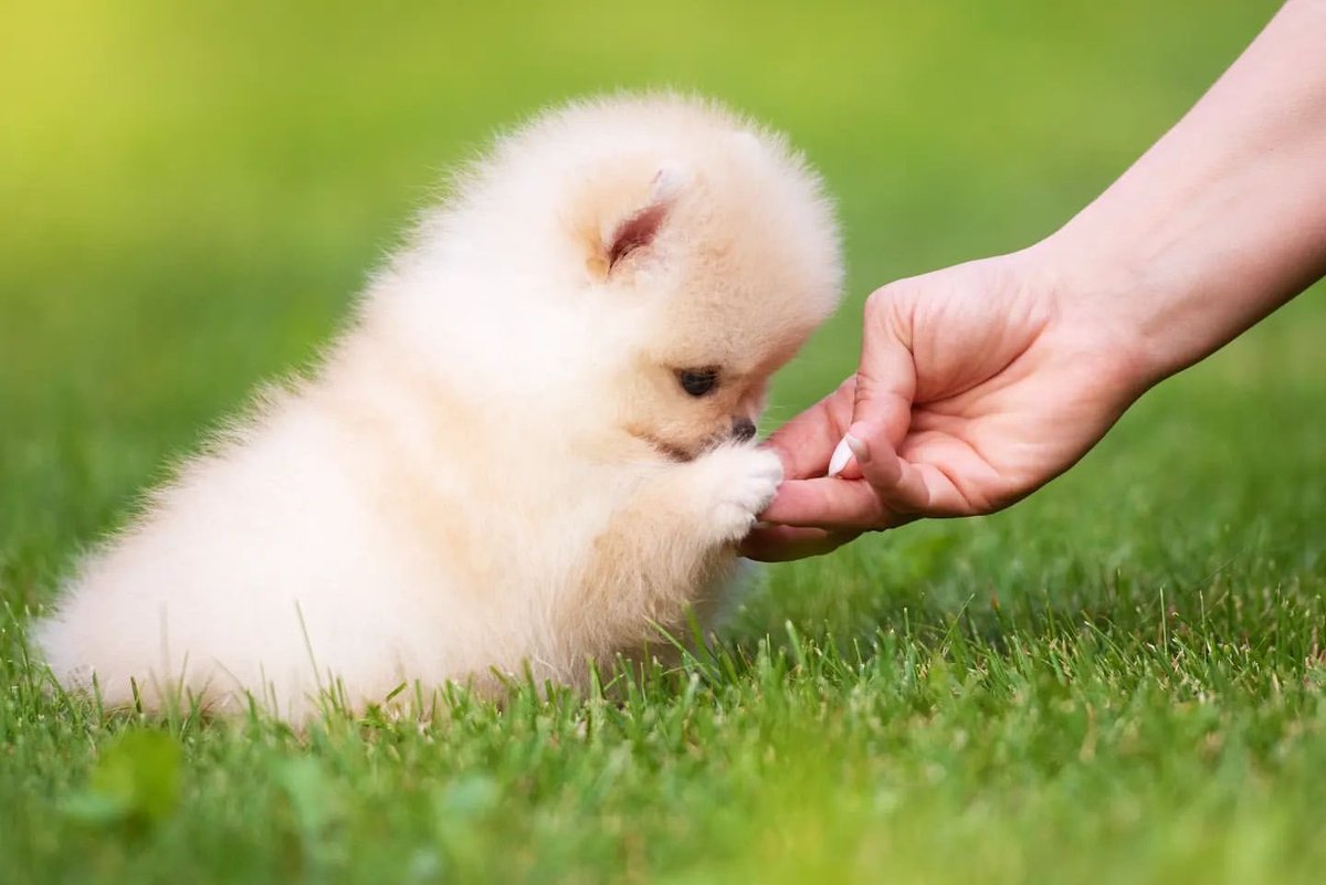 po_iz's tweet photo. さぁて、おてをしてﾄﾞﾔｧ……な仔ポメちゃんの画像を見て「ﾝﾞｯﾞｯﾞｯﾞｯﾞｯﾞｯﾞｯﾞｯﾞｯﾞｯﾞｯﾞｯﾞｯﾞ」てなりますかね…… https://t.co/owInFzRyWv