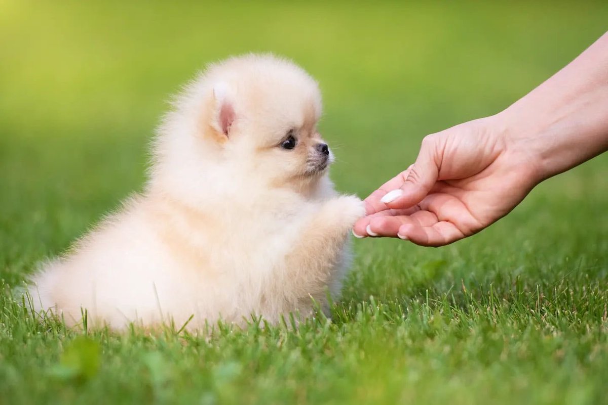 po_iz's tweet photo. さぁて、おてをしてﾄﾞﾔｧ……な仔ポメちゃんの画像を見て「ﾝﾞｯﾞｯﾞｯﾞｯﾞｯﾞｯﾞｯﾞｯﾞｯﾞｯﾞｯﾞｯﾞｯﾞ」てなりますかね…… https://t.co/owInFzRyWv