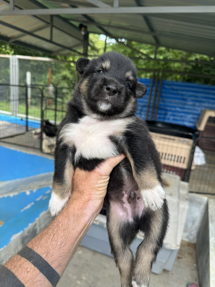 Niall Harbison tweet media