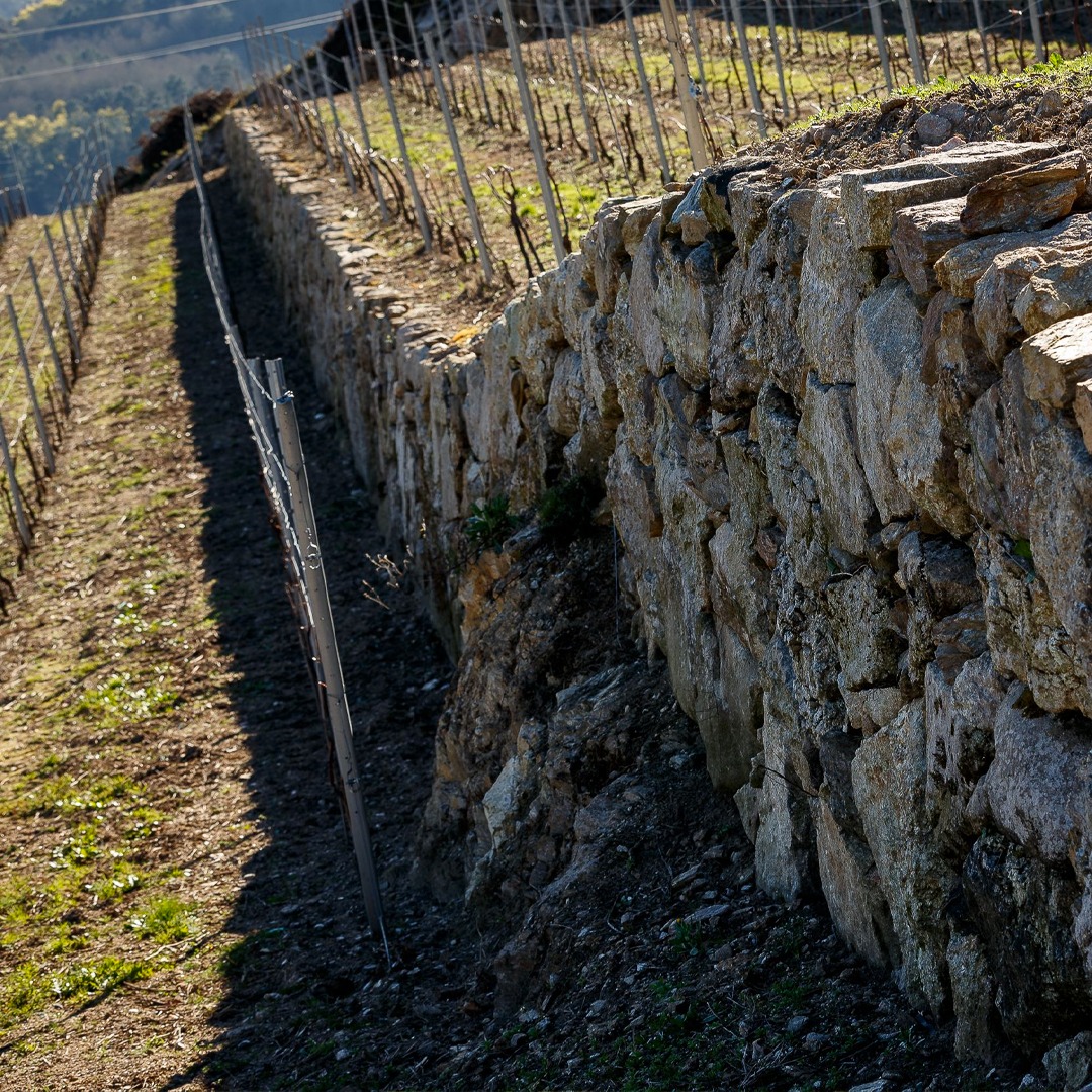 ¡Viñedos en socalcos! Son #viñedos 🌱 que están construidos piedra a piedra sobre las empinadas laderas del valle. Actualmente existen en nuestra finca “A Viñoa” más de 70 socalcos.

#PazoCasanova #FincaViñoa #DORibeiro #Vids #Vitivinicultura