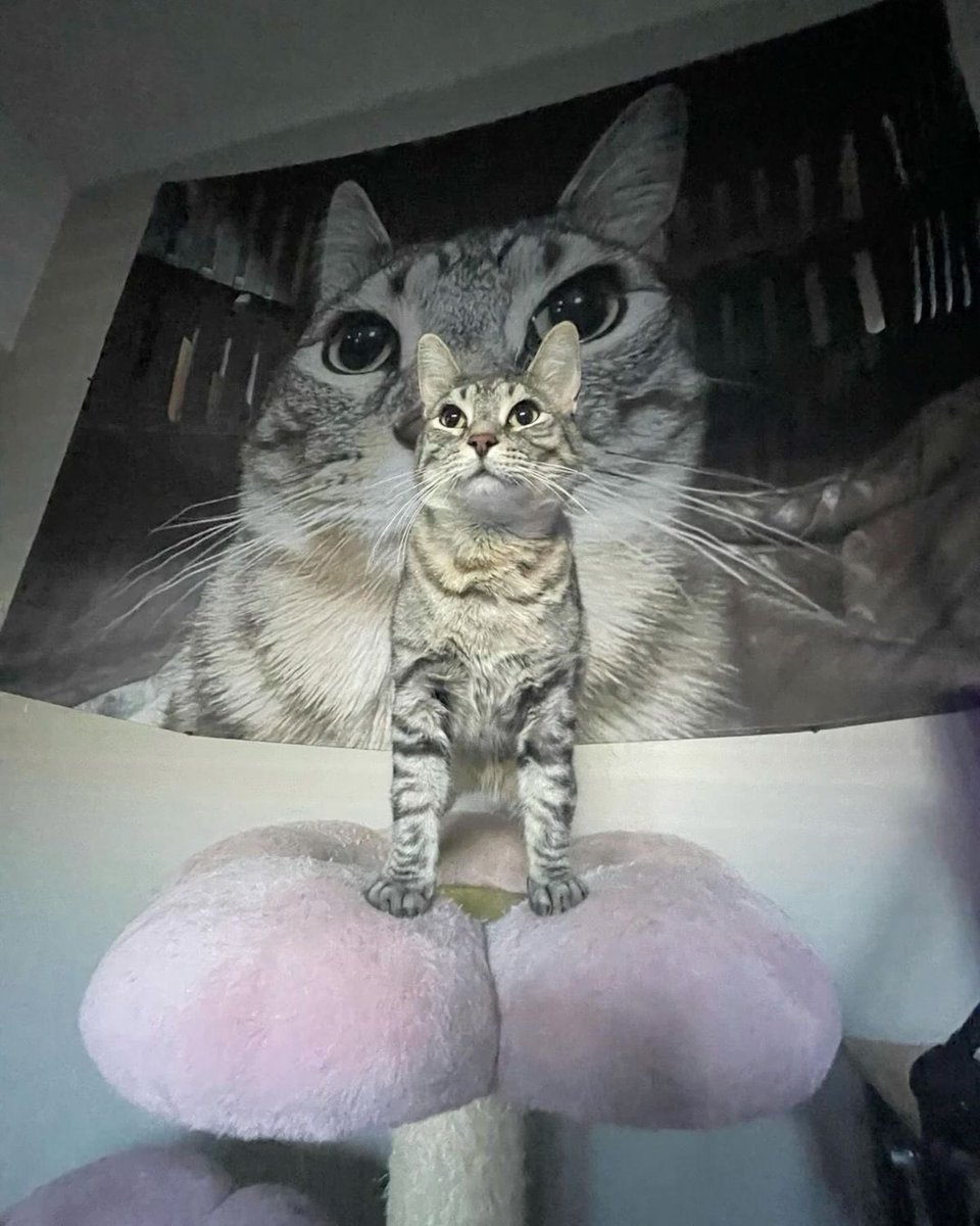 PostsOfCats's tweet photo. https://t.co/dmskHZYjtU