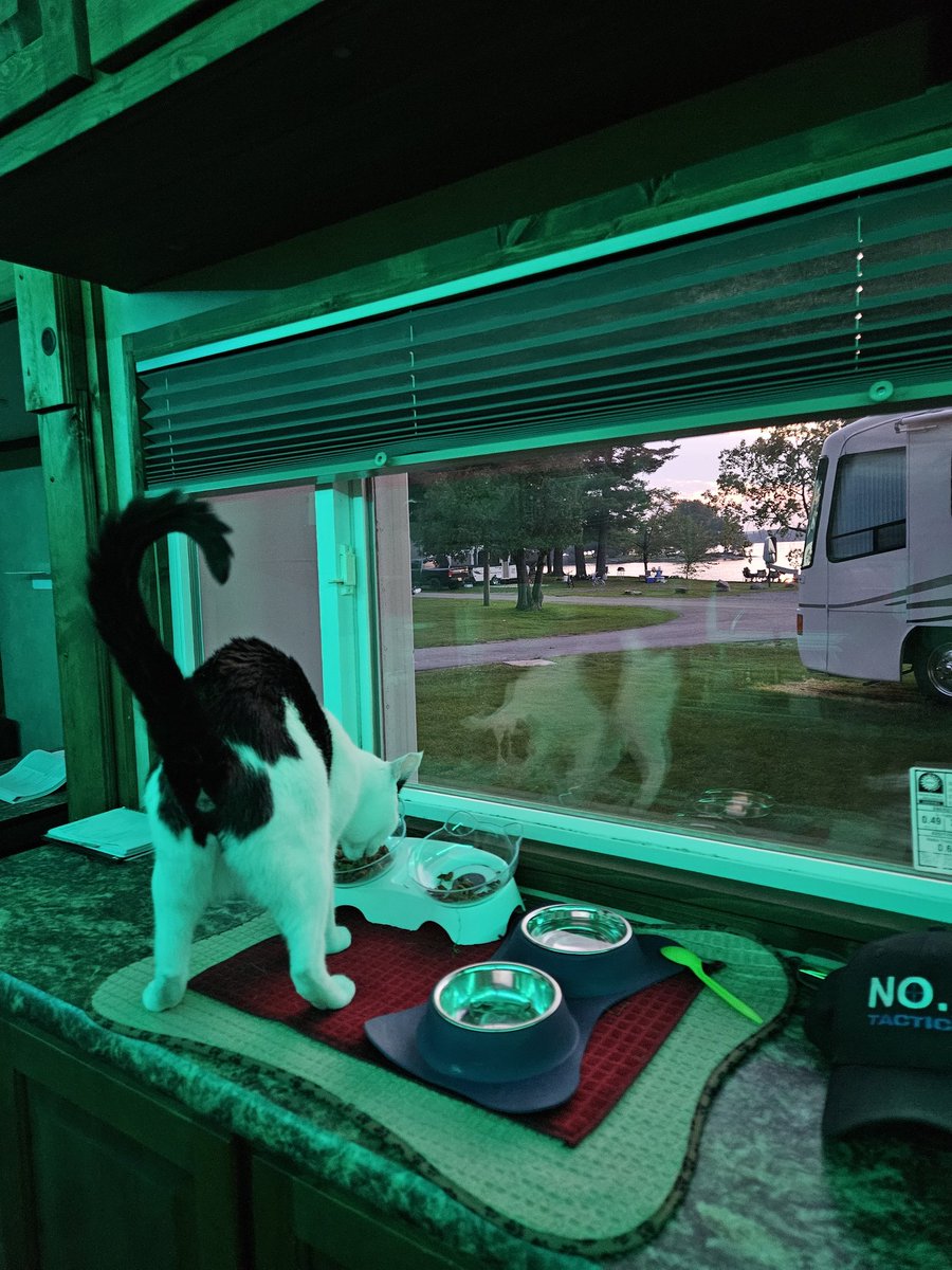 TheSprinklesCat's tweet photo. Since some of mew like it when we use different colors inside our campurr, here is a green! Hope mew have a purrfect #WontLookWednesday! #cowcat #CatsofTwittterX #AdoptDontShop #StaySafeFurrends https://t.co/uaCLDy2Os4