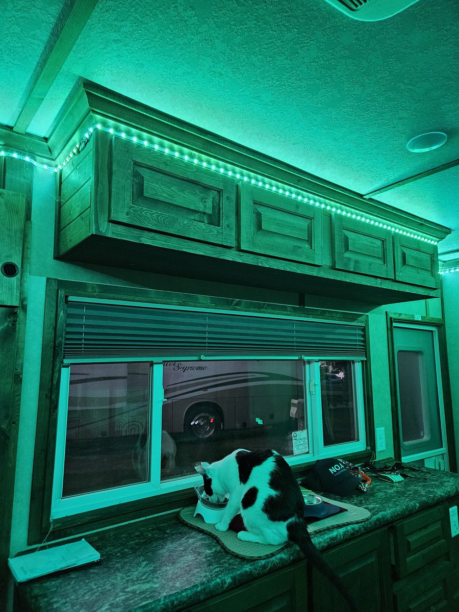 TheSprinklesCat's tweet photo. Since some of mew like it when we use different colors inside our campurr, here is a green! Hope mew have a purrfect #WontLookWednesday! #cowcat #CatsofTwittterX #AdoptDontShop #StaySafeFurrends https://t.co/uaCLDy2Os4