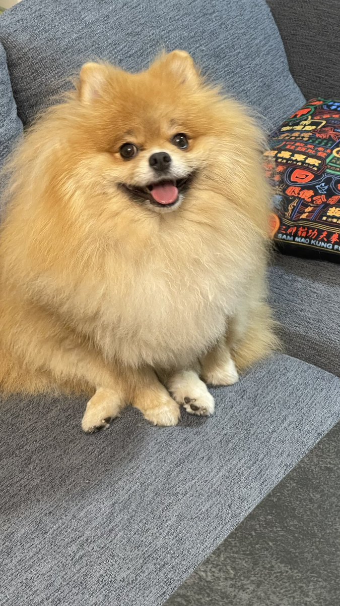 meimeidaisky's tweet photo. なにか嬉しかっためいめい。
#pomeranian #ポメラニアン #ポメスタグラム #犬のいる暮らし #ポメラニアンが世界一可愛い #dog https://t.co/v6X8BMJixF