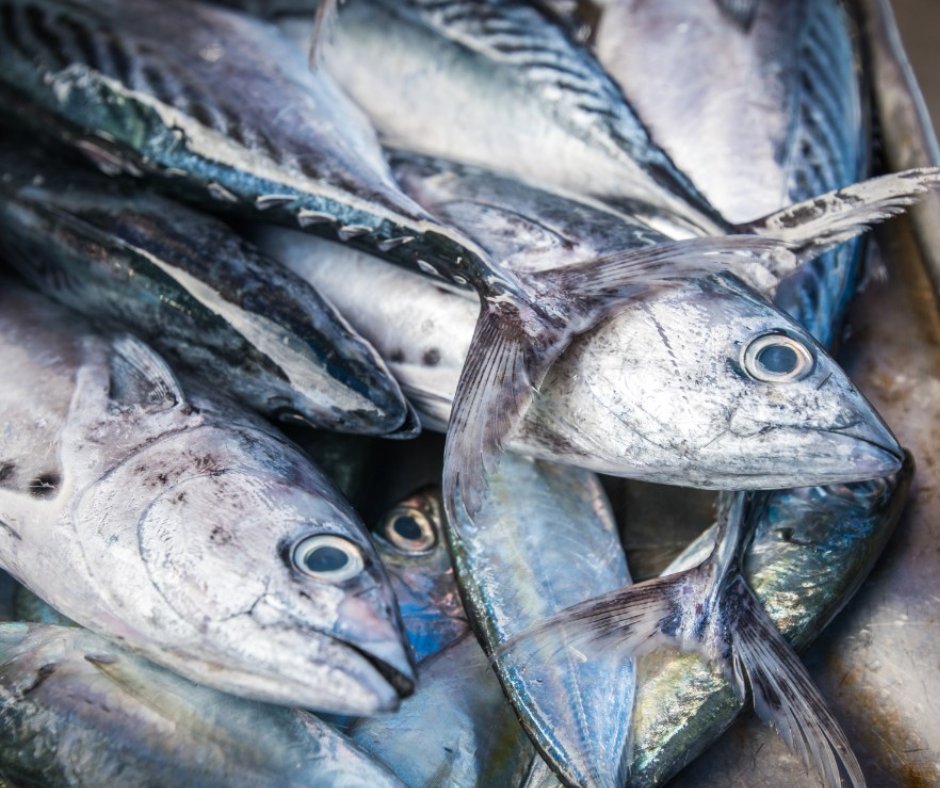 MercalicanteSA's tweet photo. 🐟 Con pescado de temporada contribuyes al consumo responsable.
🤩La #melva considerado fuente de Omega-3 y 6, ayuda a controlar los niveles de colesterol 🤗.
¡Encuéntralo en nuestros operadores de pescado y marisco! 
#PescadodeTemporada #Mercalicante #Melva #ConsumoResponsable https://t.co/VrjasViorx