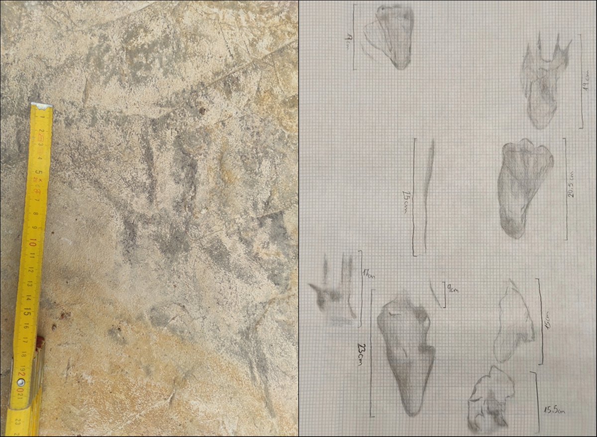 El yacimiento conquense de Las Hoyas entra a formar parte del Patrimonio Geológico Mundial.

ℹ️ Os animamos a descubrir quien caminó por Las Hoyas hace 126 millones de años 👉cultura.castillalamancha.es/culturaenredcl…