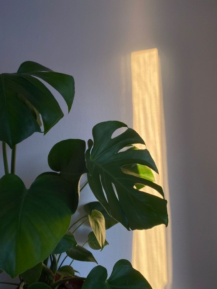 GAY_ALOCASIA's tweet photo. "Here, as the morning news buzzes more misfortune,
we still notice new life everyday; today, sprouts
on the monstera, condolences from neighbors
after my dad died. My grandma believes flowers
will bloom from the green..."

—Aerik Francis

https://t.co/C6uxu12H4y https://t.co/cHP4BSXloF