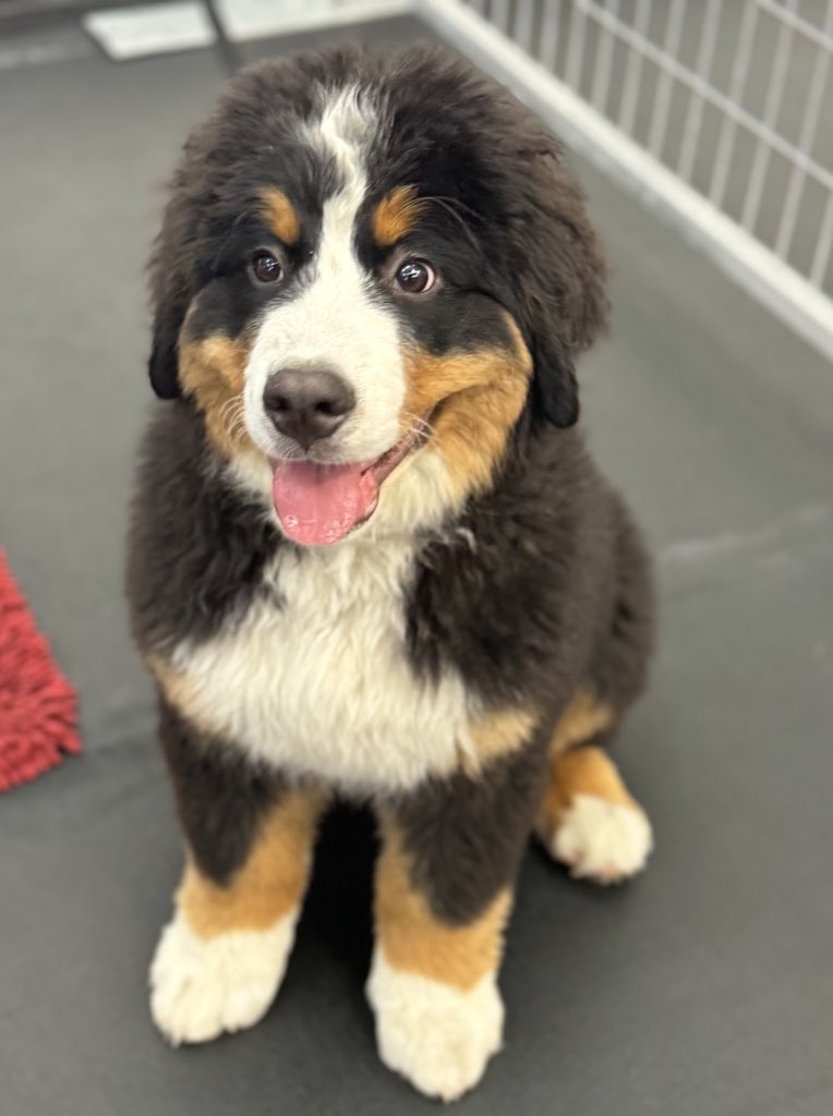 bunsenbernerbmd's tweet photo. Every group photo of Bernoulli is like he is the little kid who is so excited to be included but doesn’t know what is going on or where to even look. https://t.co/4VIuQ4rNSt