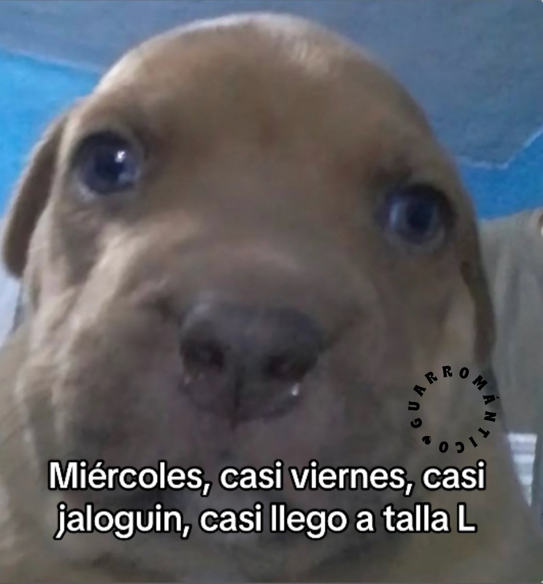 El Guarromántico tweet media