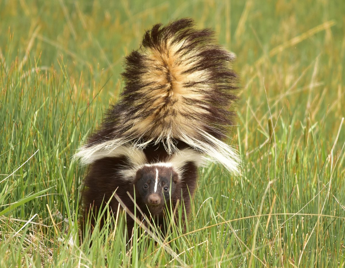 Striped skunks are starting to bulk up for the long winter, so you might see them foraging later in the morning and coming out earlier in the evening. Have you seen any lately?

📷 Tom Koerner/USFWS