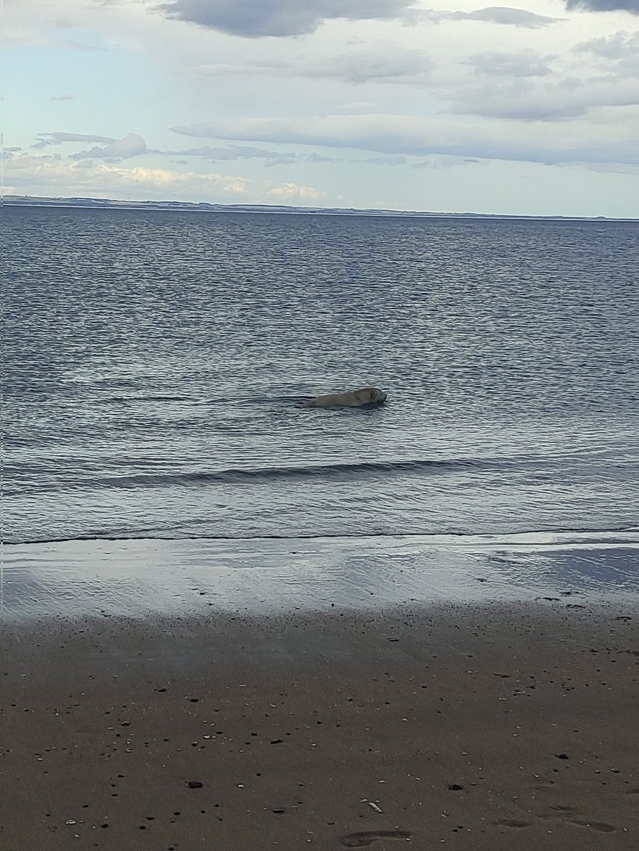 VICTORDOG1's tweet photo. Nice swim then Jack had mad zoomies before the heavens opened up hudad got as wet as us π€£π€£ #nojacket https://t.co/KI0SKvuVY1