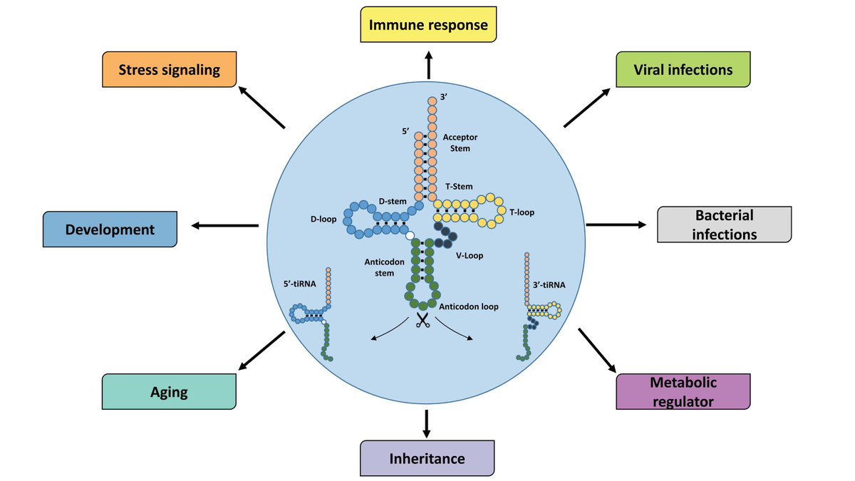 Non_Coding_RNA's tweet photo. 🌟Presenting Our Review Paper🌟

"#tiRNAs: Insights into Their Biogenesis, Functions, and Future Applications in Livestock Research" from Fabio Sarais et al.
#ncrnamdpi #angiogenin #tRNA #tsRNAs #tRFs #sncRNA
@FBNDummerstorf @MDPIOpenAccess 

Full text: https://t.co/sguFy7ddGQ https://t.co/aiOmWI58TL