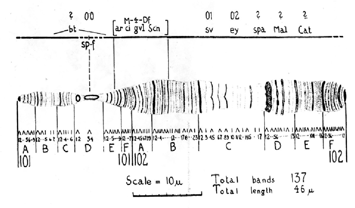 The NoA for my R24 grant with Stuart Newfeld is here! We are generating  reagents for the Drosophila 4th chromosome including CRISPR mutants, RNAi lines, and over-expression constructs of both fly genes and human orthologs. Below is a 1944 drawing of the 4th by B.M. Slizynski.