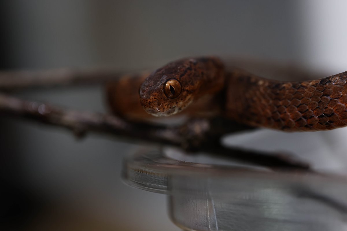 どうですか
このお顔？
#爬虫類好きと繋がりたい