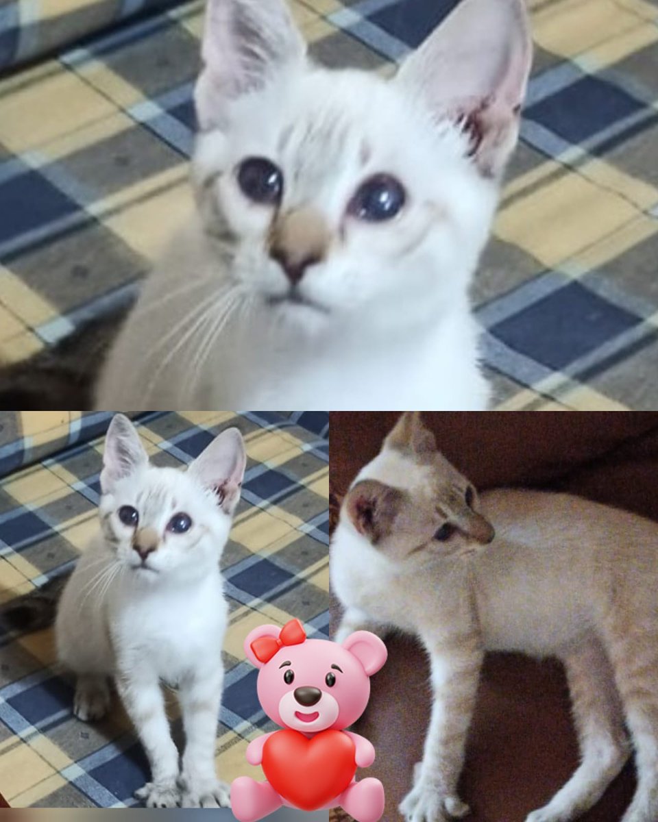 RobertaPapa13's tweet photo. Piccino di tre mesi... Maschio con un breve e tragico vissuto per strada ,
cerca una famiglia che lo accolga e lo possa amare...giunge con staffetta al nord ovunque...per info 3356493126 https://t.co/hoyAHXUVtR