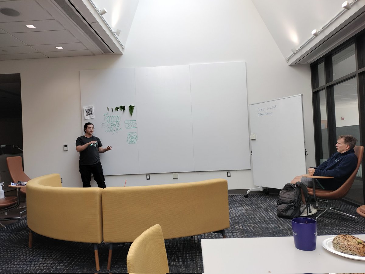 Arthur MacKeith from Corey O'Hern Group giving a chalk talk on mesophyll development in plant leaves ☘️ 
#QBioBreakfast