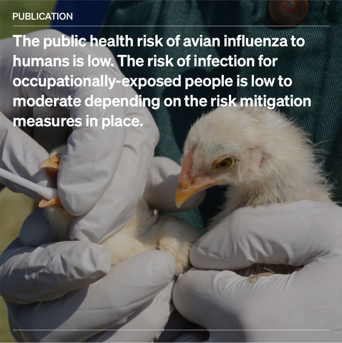 WOAH's tweet photo. Since the start of 2021, 35 detections of #AvianInfluenza in humans have been reported to WHO, along with five cases in persons exposed to infected animals. Where do we stand now? 

Read our latest report for detailed information in collaboration with @fao and @who.