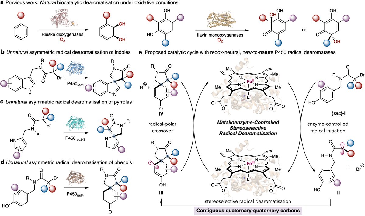 We evolved P450 radical dearomatases (P450rad) with new enzyme functions not known in nature. With engineered P450rad enzymes, a series of indoles, pyrroles and phenols underwent asymmetric radical dearomatization in a stereoselective fashion