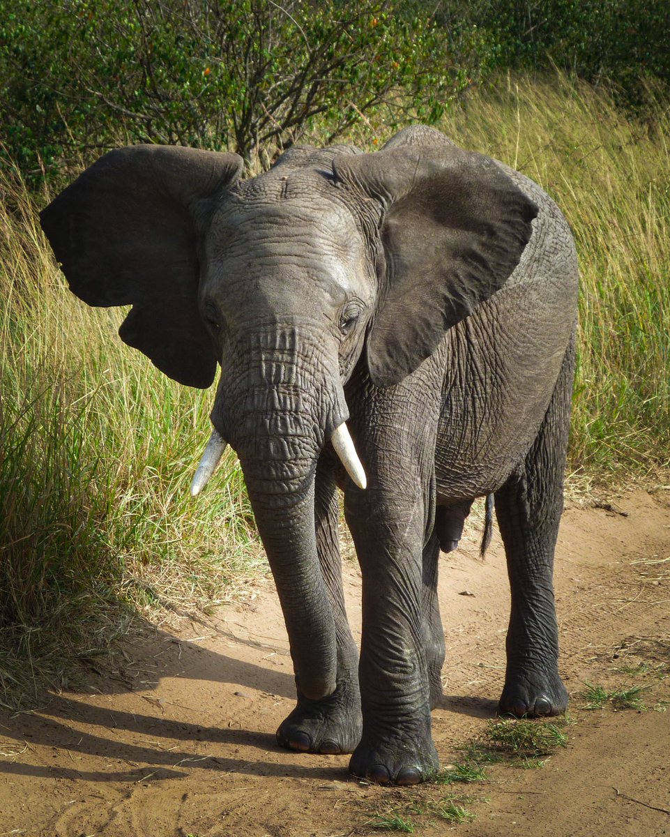 In the Massai Mara, a young elephant blocks the track our safari vehicle was travelling along. A wonderful experience to see these animals in their natural habitat
#nature #wildlife #travel #photo #photos #photooftheday #wildlifephotography #naturephotography #photography