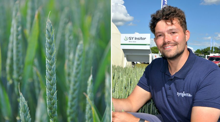 Wheat growers are being urged to manage risk by taking on board the lessons of the challenging 2023/24 season when making this autumn’s drilling and variety decisions. 

farmersguide.co.uk/arable/wheat-g…

#winterwheat #farming #UKfarming #drilling #harvest2024  #CropManagement <a href="/SyngentaUK/">Syngenta UK</a>