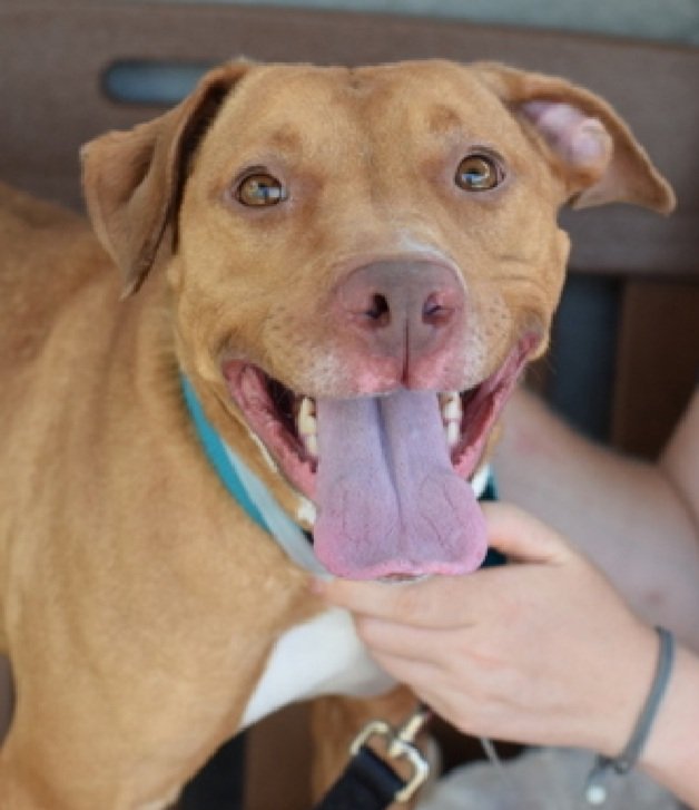 Simba Girl 203244 
Relisted TBK 8/29
#NYCACC 
Only 3 yrs old
Shy but very sweet girl
Will you be her hero??
nycacc.app/browse/203244
#pledge #foster #adopt