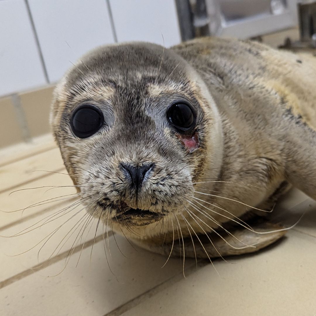 Zeehondencreche's tweet photo. As a big thanks for our Japanese followers, we named this seal pup Chabashira. 🦭🍵 She was found on August 14 with multiple wounds on her body. We are doing all we can to make sure Chabashira recovers well. Adopt her here: https://t.co/e8bt9wjmGm https://t.co/TxR0WGhOan