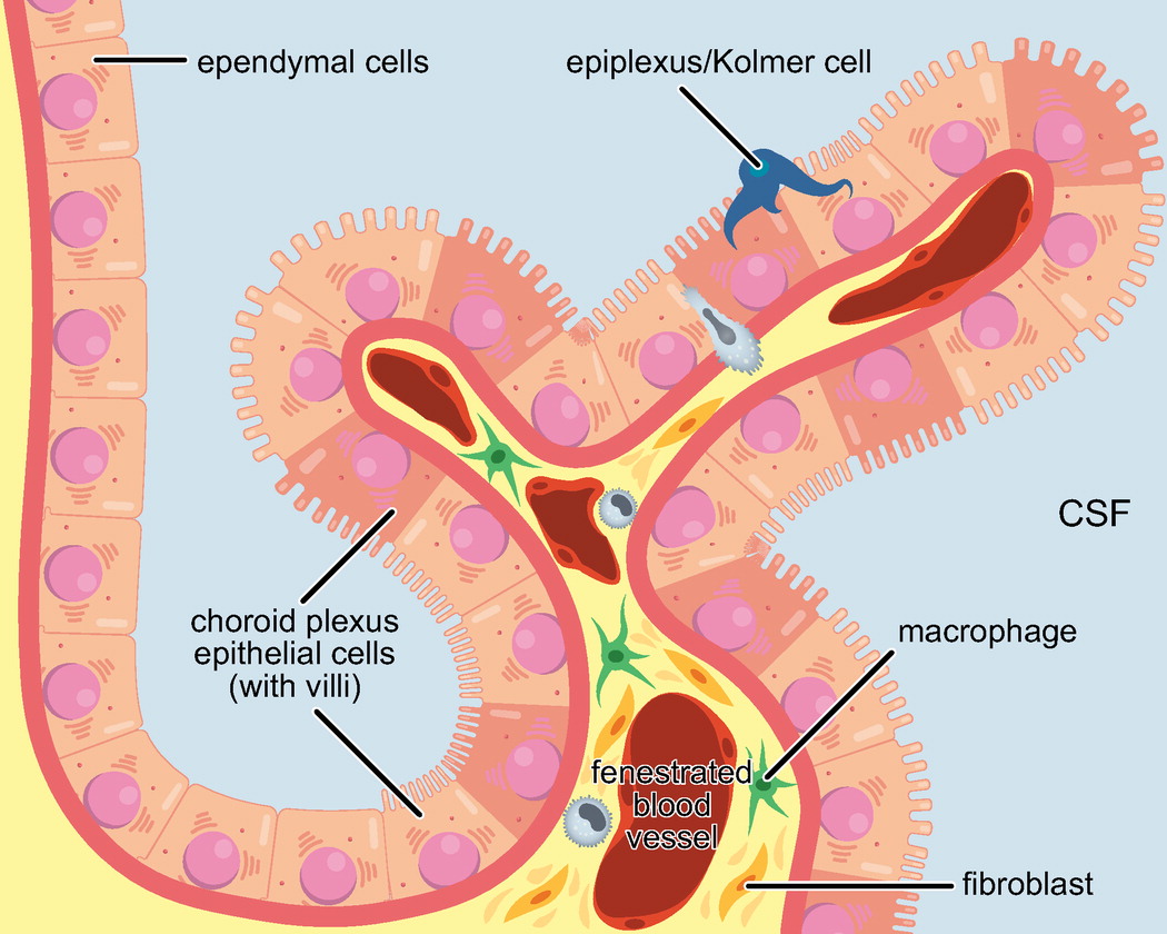 physiolrev's tweet photo. Brain research from @MonashUni:
Mammalian and nonmammalian vertebrate #choroid #plexuses consist of numerous fronds projecting into the cerebrospinal fluid (#CSF), which are composed of several villous processes.
Discover more: https://t.co/gogRG09bzJ https://t.co/NOjhAoLQJi