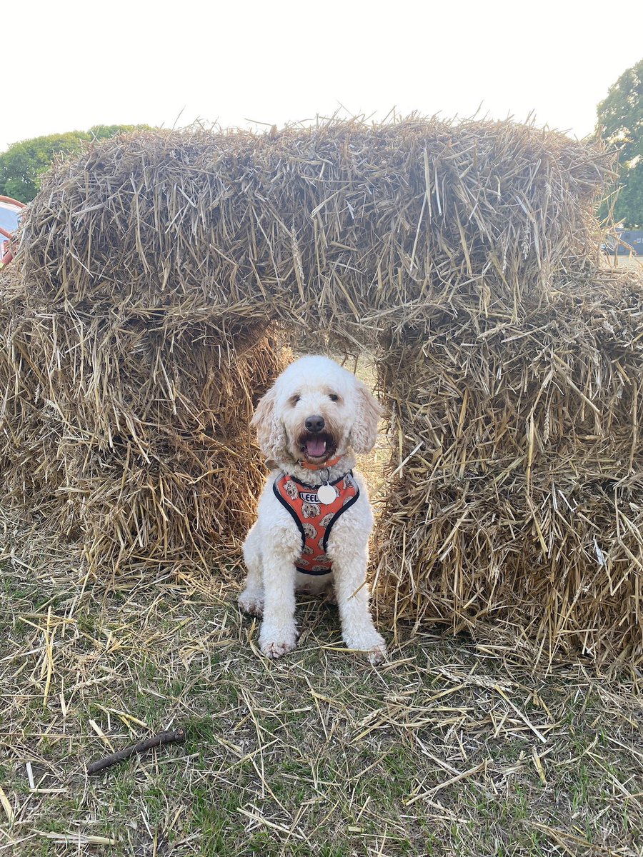 LeelooCockapoo's tweet photo. Hay there! https://t.co/wdx8c3EZkf