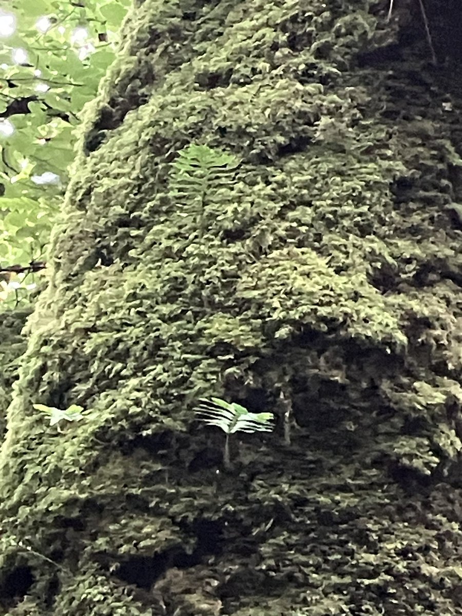 StuartGoodwin73's tweet image. A visit to Goliath Falls NNR, Bodmin (ish).  Few birds were heard, a Nuthatch being the pick. Am reading @guyshrubsole The Lost Rainforests of Britain so it is educational seeing a fragment of temperate rainforest. A contrast to the woods back in Kent. A few ferns to ID.