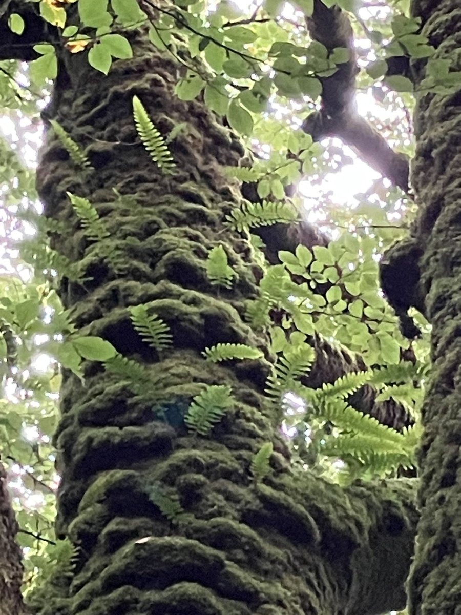 StuartGoodwin73's tweet image. A visit to Goliath Falls NNR, Bodmin (ish).  Few birds were heard, a Nuthatch being the pick. Am reading @guyshrubsole The Lost Rainforests of Britain so it is educational seeing a fragment of temperate rainforest. A contrast to the woods back in Kent. A few ferns to ID.