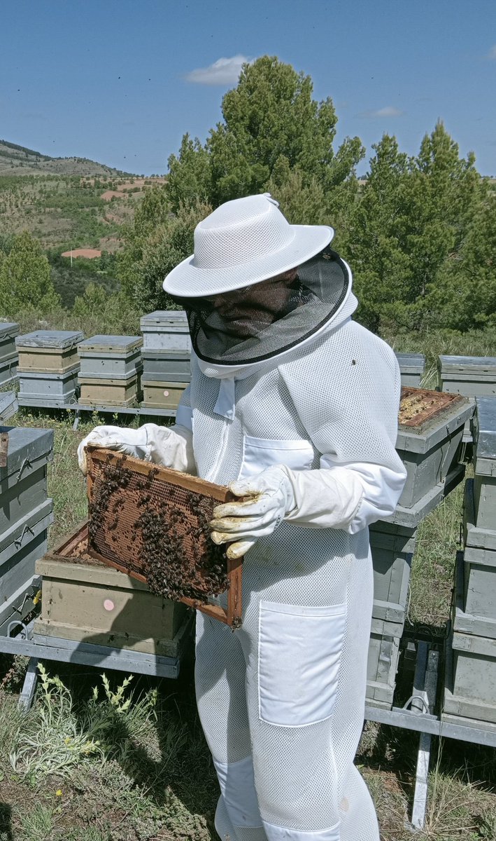 JALEADELUZSL's tweet photo. ¿Alguna vez te has preguntado por qué el traje de apicultor es blanco o de colores claros? ¡Aquí te lo contamos! 
Los trajes de #apicultor están diseñados para proteger a quienes trabajan con #abejas, y el color juega un papel crucial. Las abejas tienden a sentirse amenazadas… https://t.co/WfYMSxIUBH