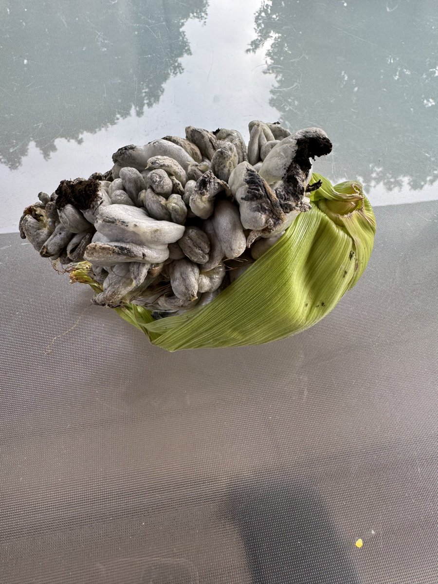 In case you needed more  evidence that plant pathology is extremely cool!!!