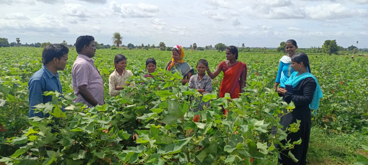 It is a shame that children in Gattu Mandal, Telangana are child laborers working in cotton farms. All these children do not want to work. They yearn to be in schools. Why can't the government do justice to them and ensure their right to education? +