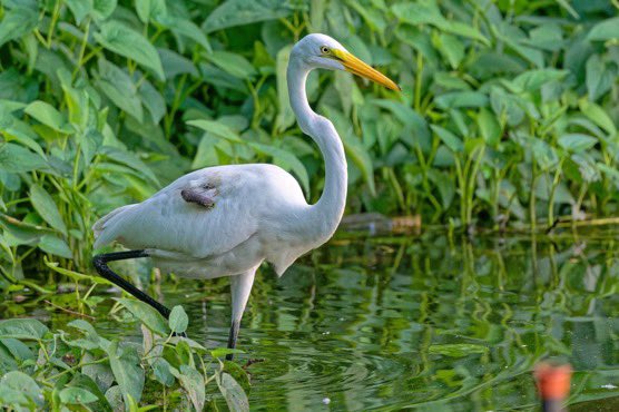 Ileen aka sixth year bird watcher tweet media