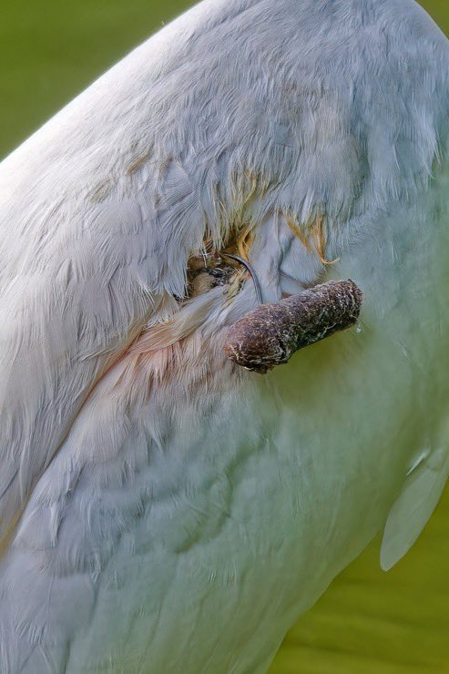 Ileen aka sixth year bird watcher tweet media