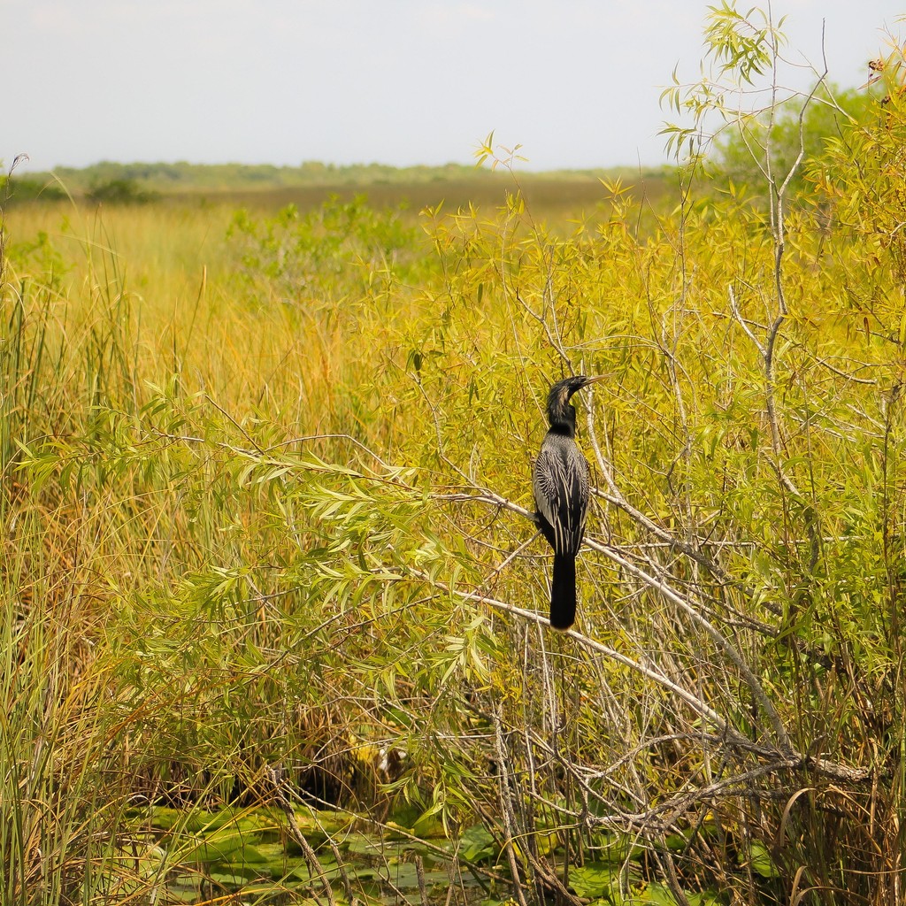 Blue_Frontier's tweet image. Major victory for #floridastateparks 🙌

After vehement opposition to the DEP's "Great Outdoors Initiative" to build golf courses and more in Florida's sanctioned green spaces, hearings have been rescheduled for after Labor Day.

Read more here: apnews.com/article/florid…