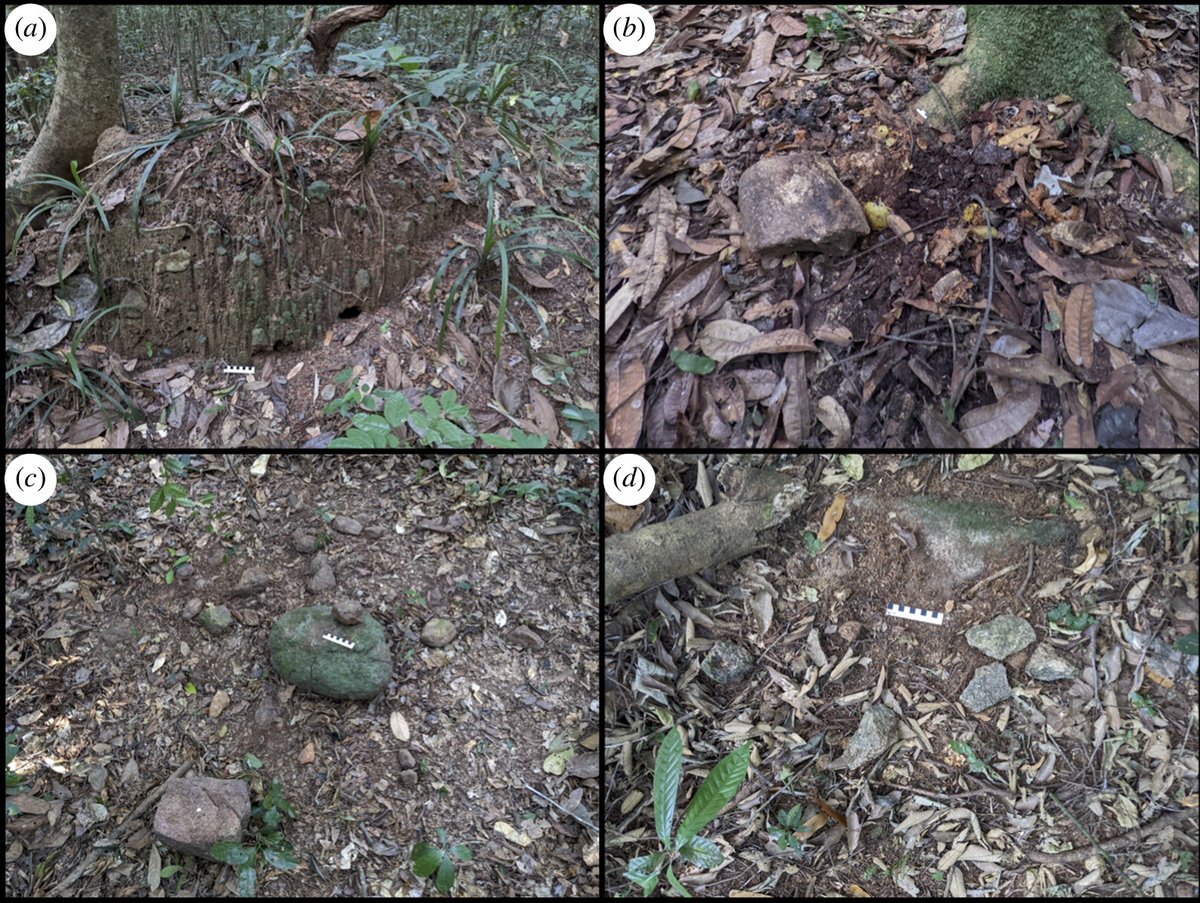 Royal Society Publishing (@rsocpublishing) on Twitter photo Examining the material culture of chimpanzees can shed light on the origin of tool use: ow.ly/GOeS50T31Ve #JRSocInterface <a href="/MPI_EVA_Leipzig/">MPI-EVA Leipzig</a> <a href="/UFHB_Officiel/">Université Félix Houphouët-Boigny - UFHB Officiel</a> Examining the material culture of chimpanzees can shed light on the origin of tool use: ow.ly/GOeS50T31Ve #JRSocInterface <a href="/MPI_EVA_Leipzig/">MPI-EVA Leipzig</a> <a href="/UFHB_Officiel/">Université Félix Houphouët-Boigny - UFHB Officiel</a>