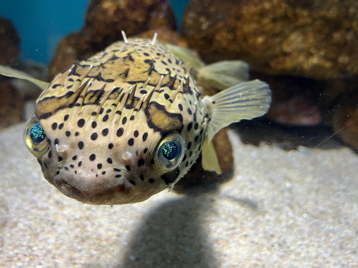 NoAirch's tweet photo. 少し前に宮島水族館で撮ったお魚たちです

#写真好きな人と繋がりたい
#photography 
#宮島 https://t.co/SQwbY7Helu