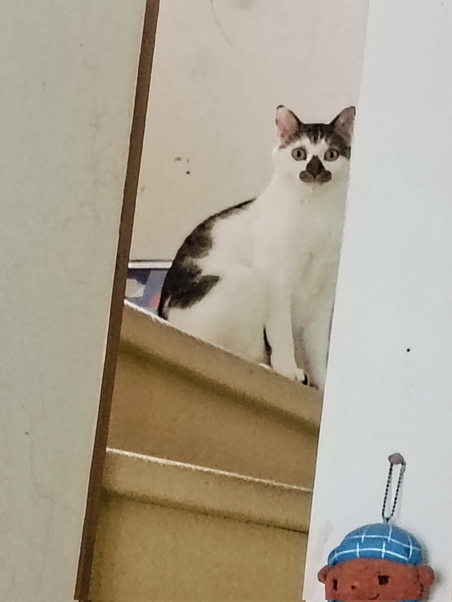 oriori0419's tweet photo. 実家の猫が可愛すぎました。 https://t.co/Ye7298z4Yl